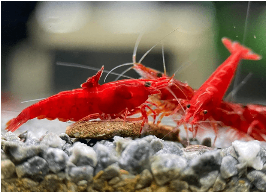 Las Vegas Exotic Fish™ 20 High Grade Fire Red Cherry Shrimps Neocaridina Live Freshwater Shrimp Aquarium Inverts (Live Guarantee or Replacemnt is free) FREE...